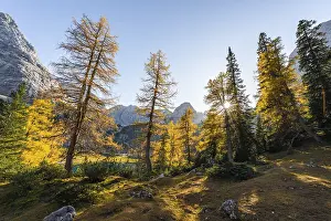 Autumn colouring, yellow larches at Seebensee