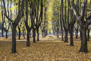 Autumn Colours in Parco di Monza