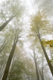 Autumn colours, trees in the fog