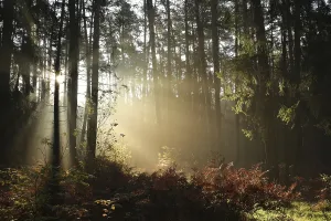 Autumn coniferous forest in foggy weather during sunrise