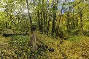 Autumn deciduous forest, Enzesfeld-Lindabrunn
