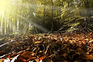 Autumn, deciduous forests near Diez