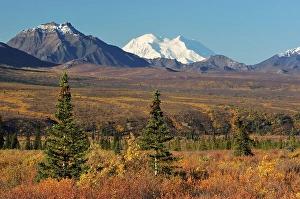 Autumn in Denali Nationalpark Alaska