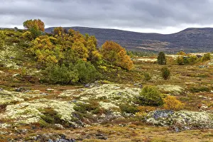 Autumn on Dovrefjell, Innlandet, Norway