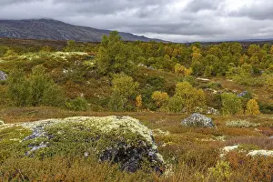 Autumn on Dovrefjell, Innlandet, Norway