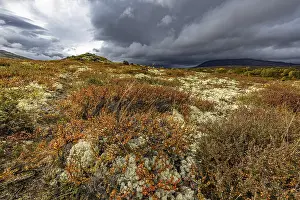 Autumn on Dovrefjell, Innlandet, Norway