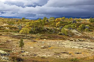 Autumn on Dovrefjell, Innlandet, Norway