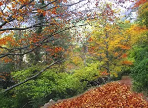 Autumn fall beech forest track yellow golden leaves scenics