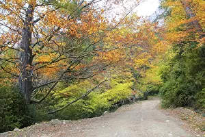Autumn fall colorful golden yellow leaves beech forest trees