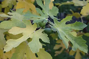 Autumn fig leaves (Ficus carica) with fruit