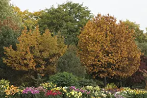 Autumn flowers and trees