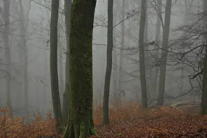 Autumn fog in beech forest, Burbach
