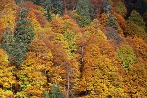Autumn forest, Ahornboden, Karwendel Range