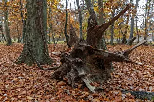 Autumn forest, autumn-colored trees