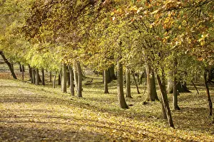Autumn forest with beautiful leaf colouring