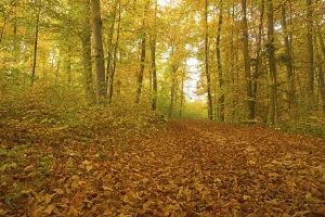 Autumn forest, Beech (Fagus sylvatica)