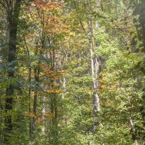 Autumn Forest Colorful Trees and Leafs