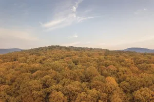 Autumn forest colorful trees and leafs aerial view
