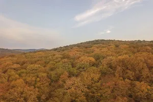 Autumn forest colorful trees and leafs aerial view