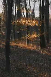 Autumn forest with copper beech (Fagus silvatica)