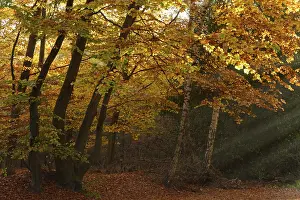 Autumn forest with copper beech (Fagus silvatica)