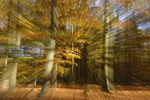 Autumn forest with copper beech (Fagus silvatica)