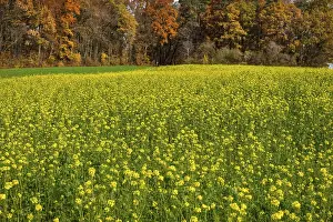 Autumn forest in front of cultivation of field mustard (Sinapis arvensis)