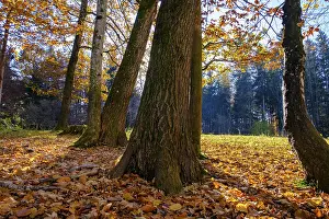 Autumn, forest, deciduous forest