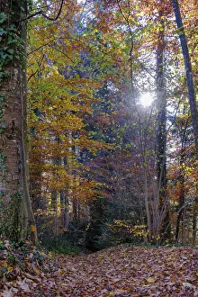 Autumn, forest, deciduous forest