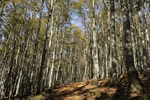 Autumn forest with dense foliage and shady ground