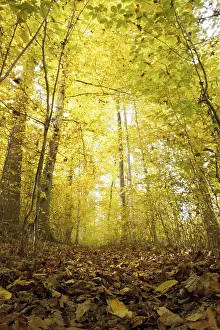 Autumn forest (Fagaceae)