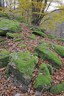 Autumn forest, forest, autumn, tree