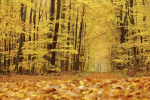 Autumn forest with forest path and golden leaf fall in Eppstein im Taunus