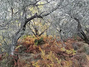 Autumn forest landscape with ferns and trees in warm colors