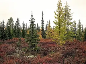Autumn forest. The leaves of the grass and the trees turned yellow and turned red