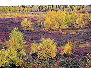 Autumn forest. The leaves of the grass and the trees turned yellow and turned red