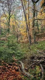Autumn forest with lush foliage and trees in soft light