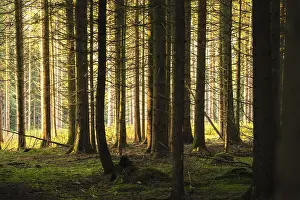 Autumn Forest, Morning, Black Forest