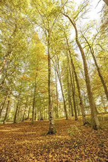 Autumn Forest, Morning, Black Forest