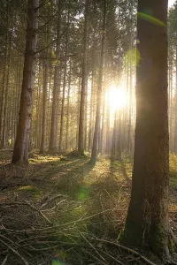 Autumn Forest, Morning, Black Forest