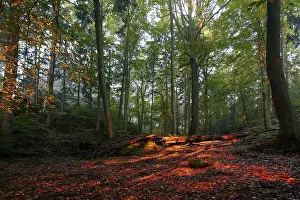 Autumn forest in the morning light