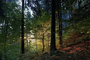 Autumn forest in the morning light