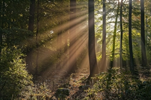 Autumn forest in the morning, sunrays