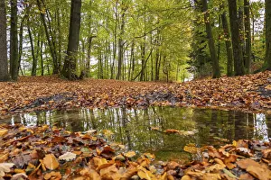 Autumn in the forest, nature, walk