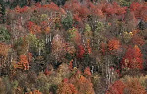 Autumn forest, New England, USA