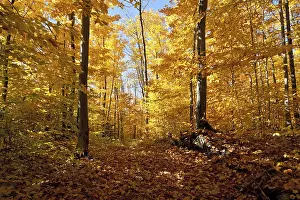 Autumn forest panorama in Canada
