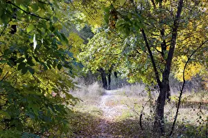 Autumn forest path between maple