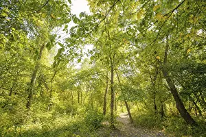 Autumn forest path between maple and poplar trees in a sunny day