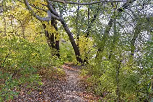 Autumn forest path between maple and poplar trees in a sunny day