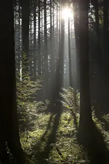 Autumn forest with rays of sunshine in Bavaria